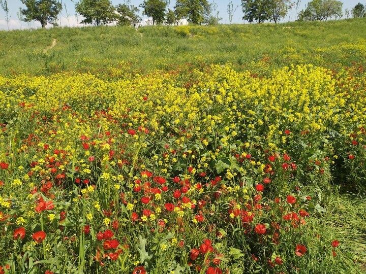 Дача сотилади Красногорски Парписой 6 сотих