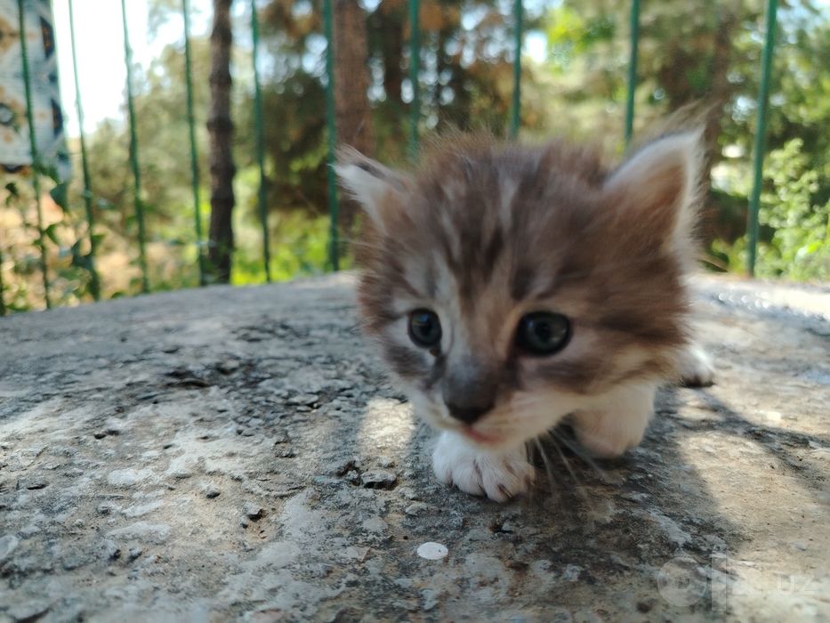 Mushuk bolasi. Fors va sibir mushuklar parodasi