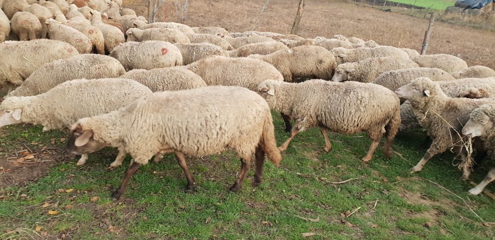 Vând oi cu miei și oi gestante