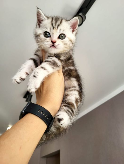 Скоттиш Фолд и Страйт.