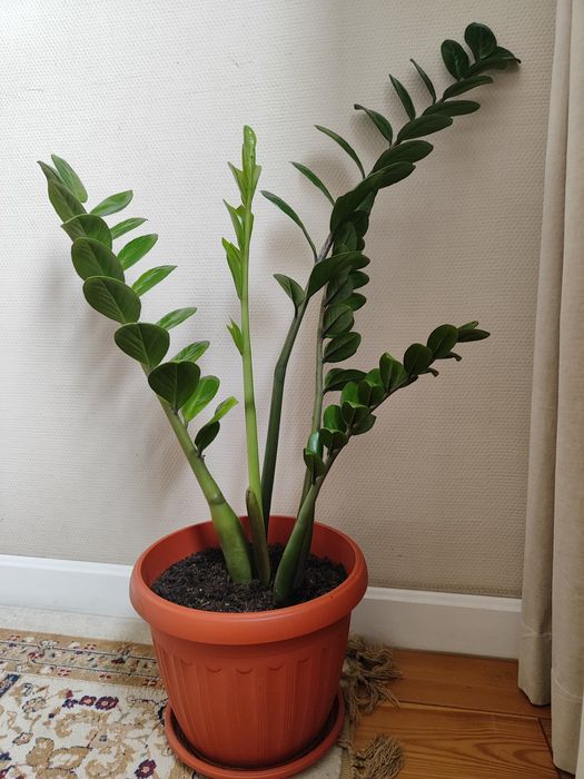 Денежное дерево Замиокулькас