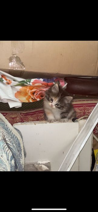 Отдам котят, пушистые мышеловки