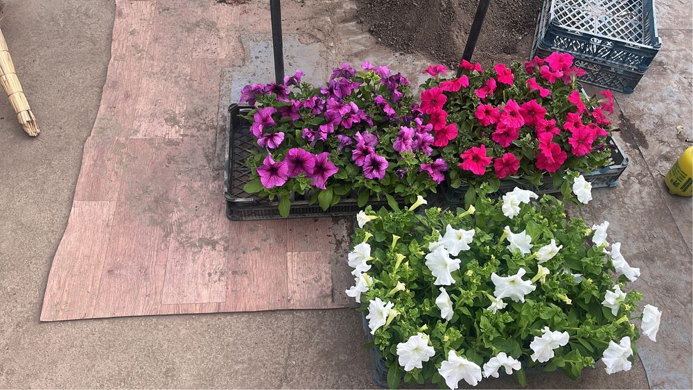 Каскадные петуньи