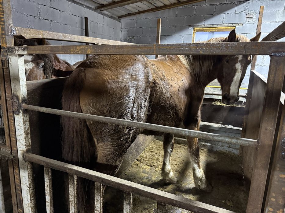 Лошади на развод.