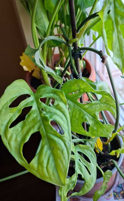 pt cadou Zamioculcas inflorita,monstera adansonii,planta paianjen,hoya