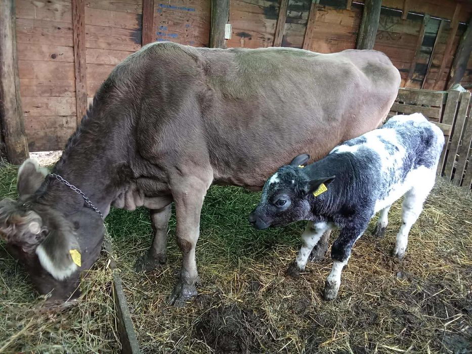 Vand vaca genstata in 2 luni