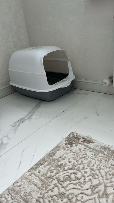 Шотландская прямоухая