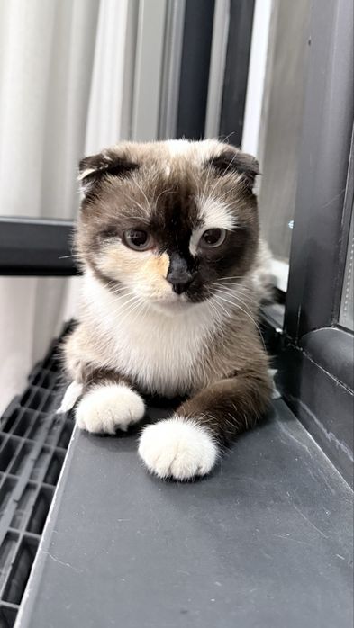 Кошка в добрые руки