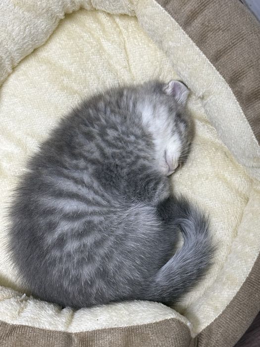 Британская котята