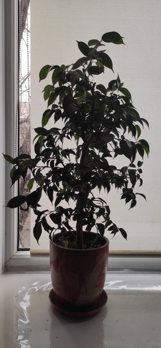 Продам комнатные растения