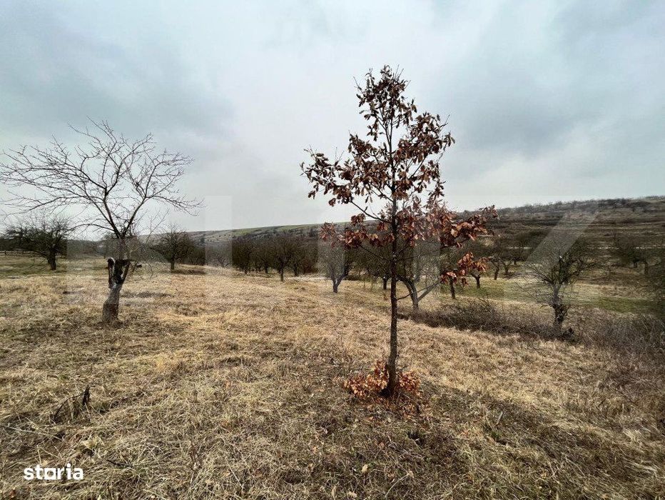 REDUCERE!!! Teren extravilan 5.613 mp, livada, zona Predesti
