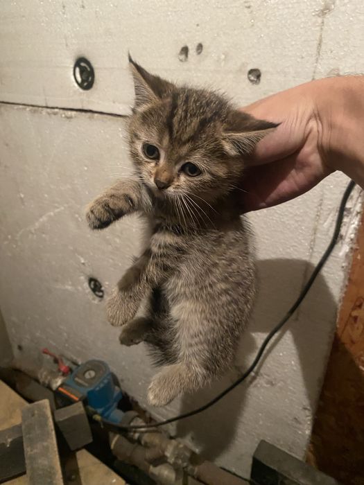 Отдам в хорошие руки бесплатно