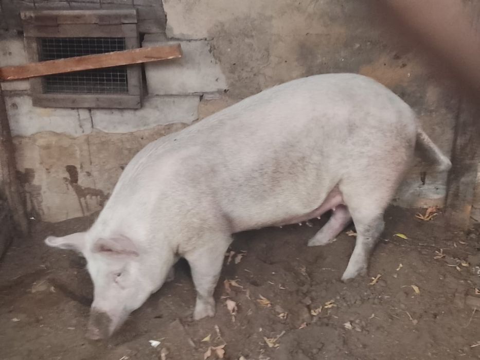 Продам свинью. Обращаться в личку