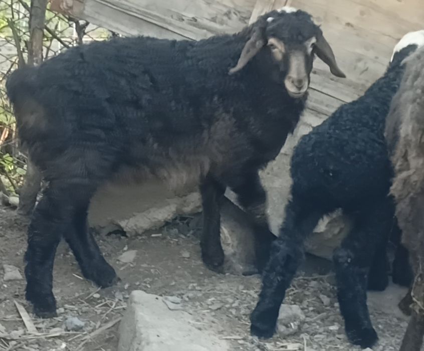 Продам баран. Кой сатылады.