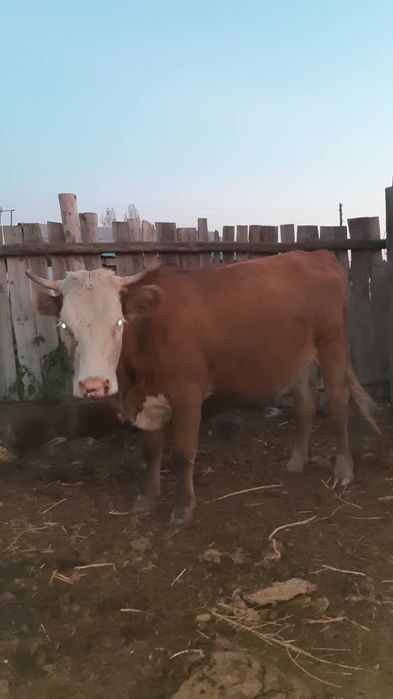 продам 2 коровы и 1 теленка