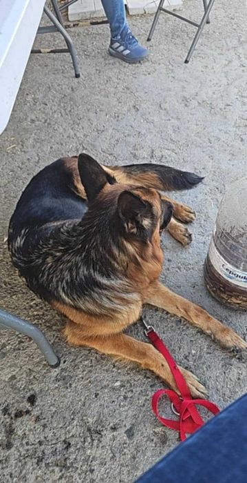 Продавам немска овчарка