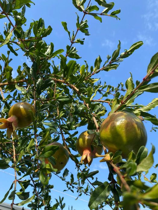 Продается участок. Рублевка,чайхона Салом.