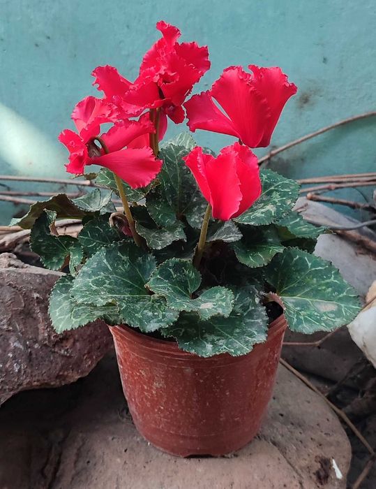 Цикламен продается