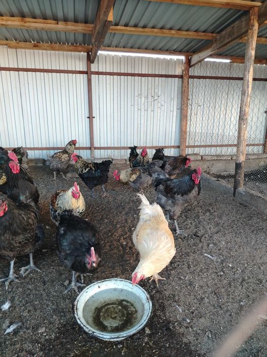 Крупные, молодые петушки