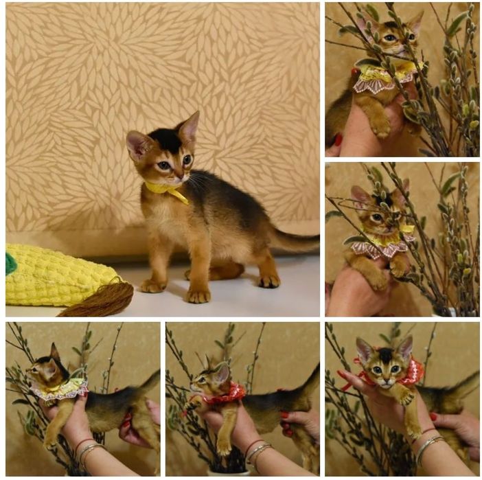 Резерв котят от элитных призводителей