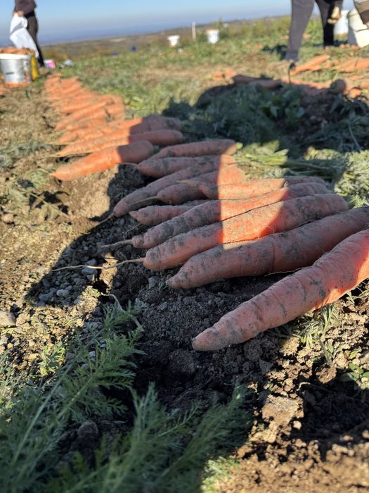 Morcovi BIO de calitate Rasca, Dealu Mare