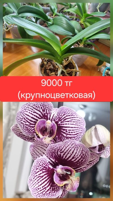 Продам    орхидеи
