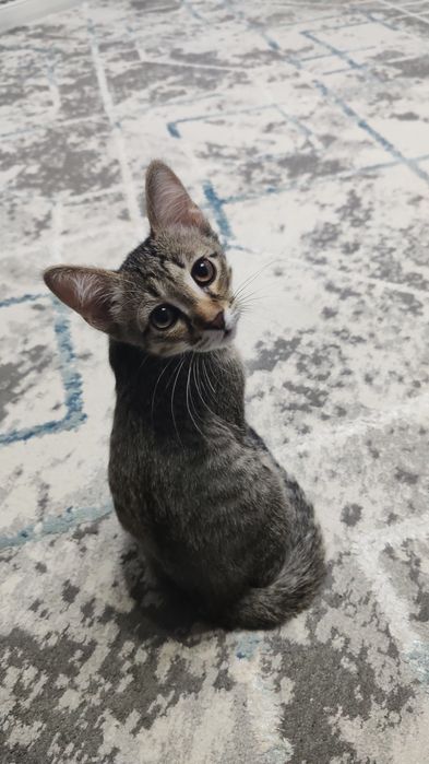 Отдам в добрые руки котика Срочно