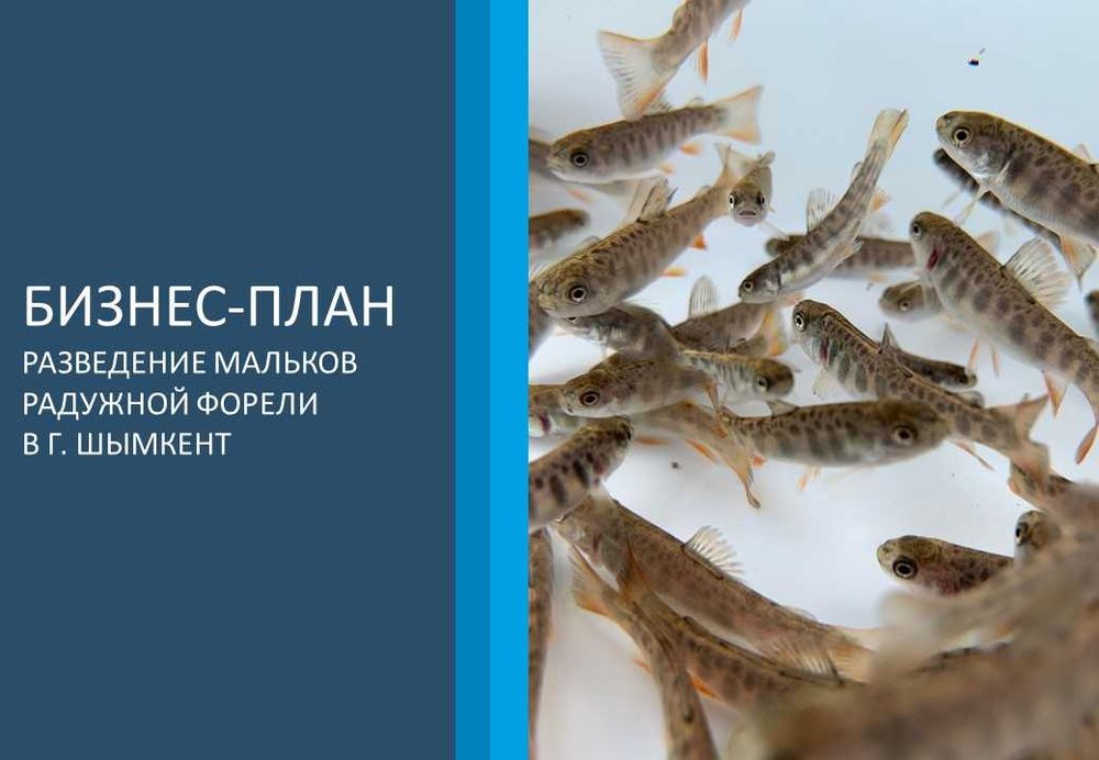 Бизнес план. Финансовая модель. Даму. ТЭО. Инвестиционный проект.