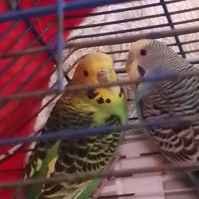 Продам пару валнистых папугаев