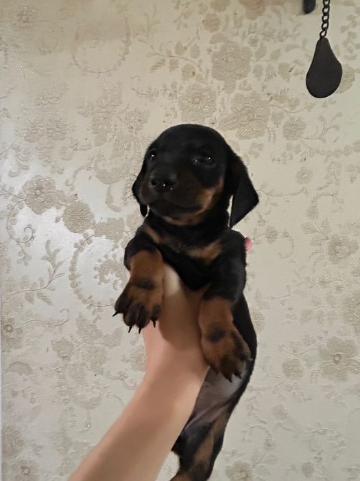 Продам Щенков таксы