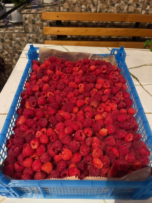 Продам свежую малину