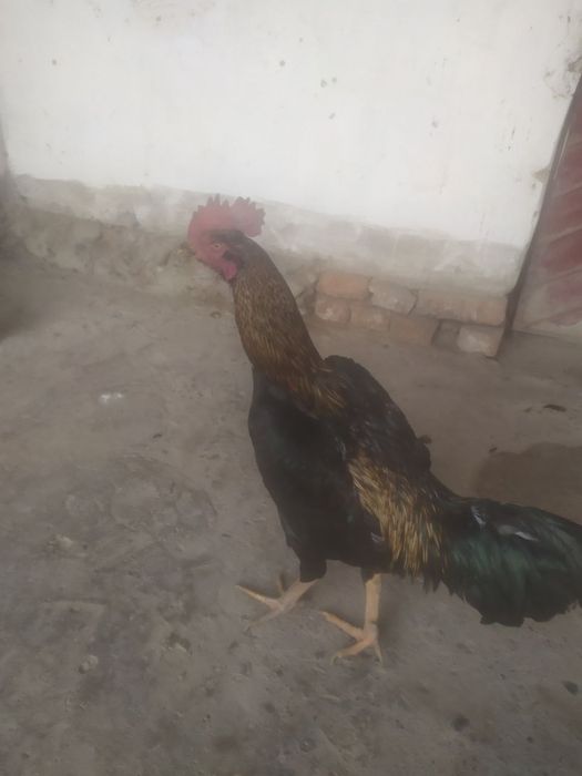 Kulangu xòroz shalpan kareyskiy