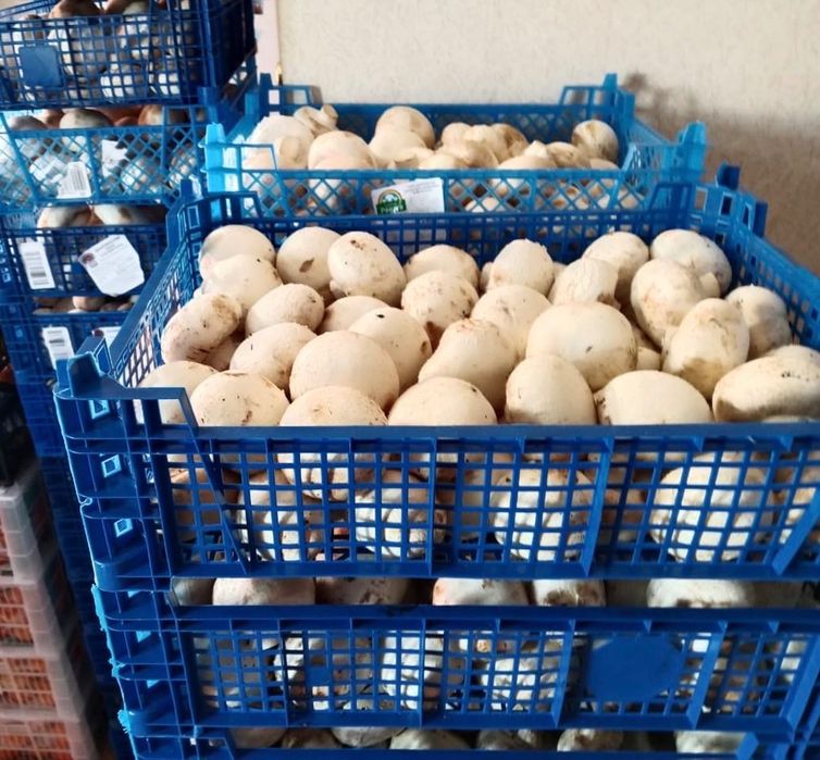 Свежие шампиньоны ящик 3500