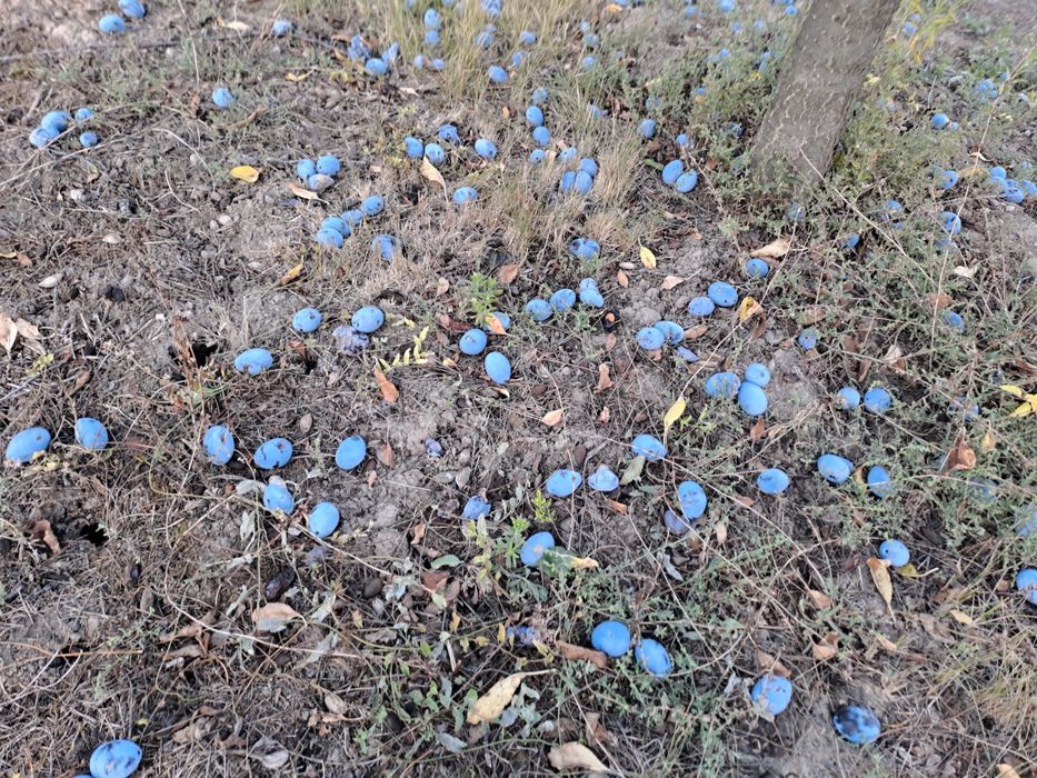 Borhot pentru tuica , prune stanlay