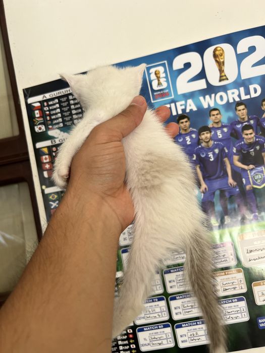 Regdoll 6 ta bolasi