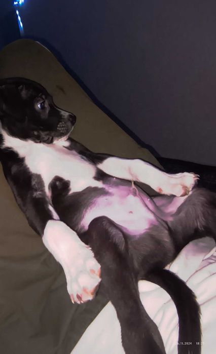 Пропала собака!!!