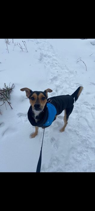 Потерялся пинчер