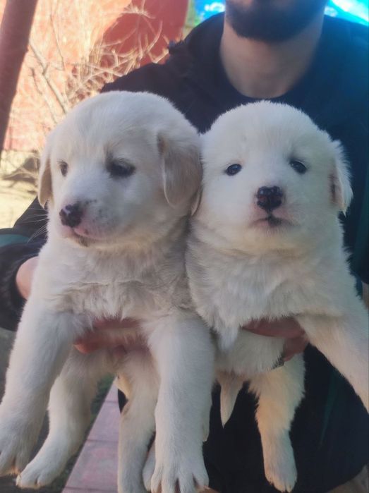 Alabay chalar 1 oylik