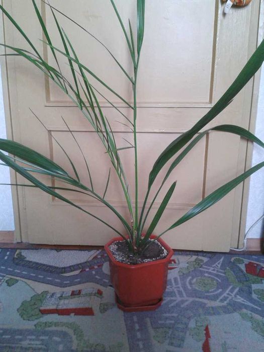 Палма - финикова