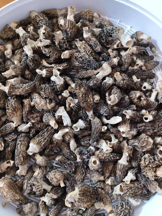 Продам грибы Сморчки сухие