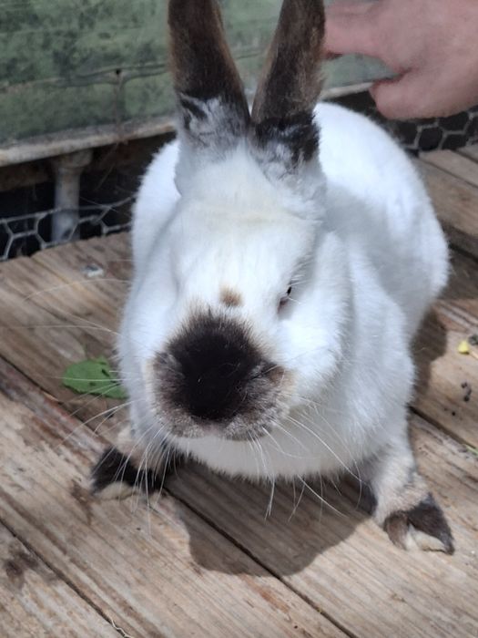 Кролик 9 месяцев