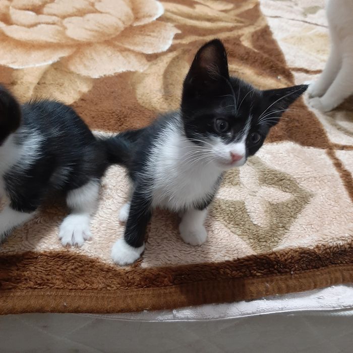 Котята ищат семью