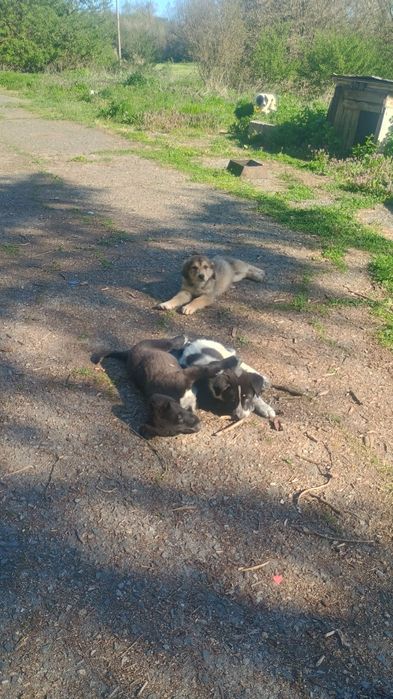 Подаряват се Каракачанки