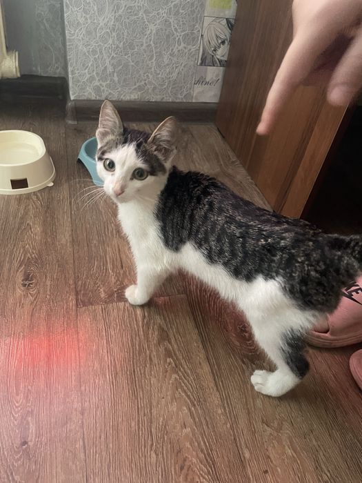 СРОЧНО, котенок мальчик