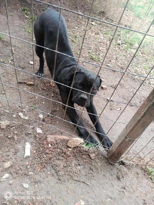 Спешно: Кане корсо търси дом