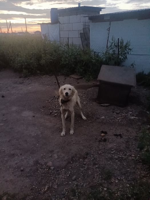 Адам собак в добрые руки