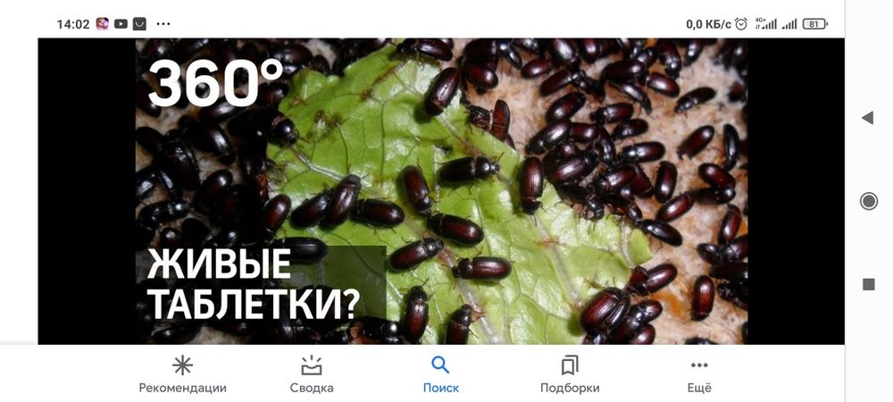 Жук знахарь ,жук чернотелка