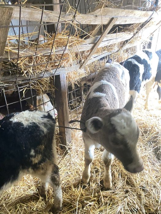 Vand vitei detalii la telefon