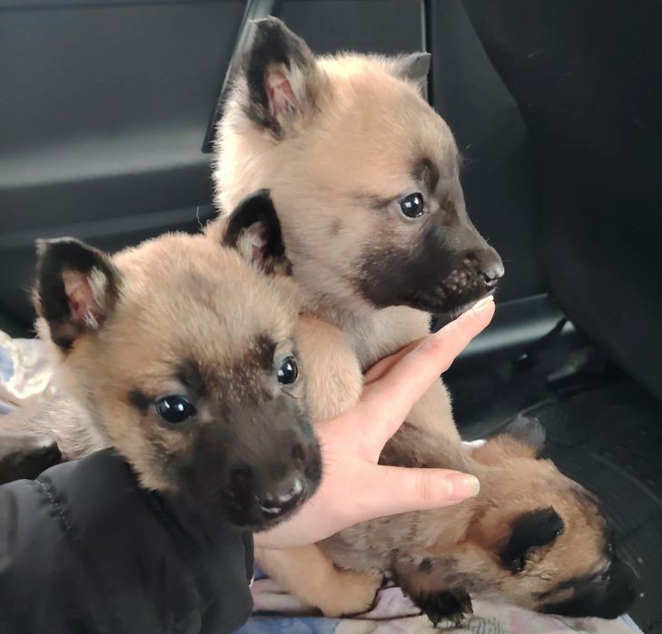 Белгийска овчарка Малиноа