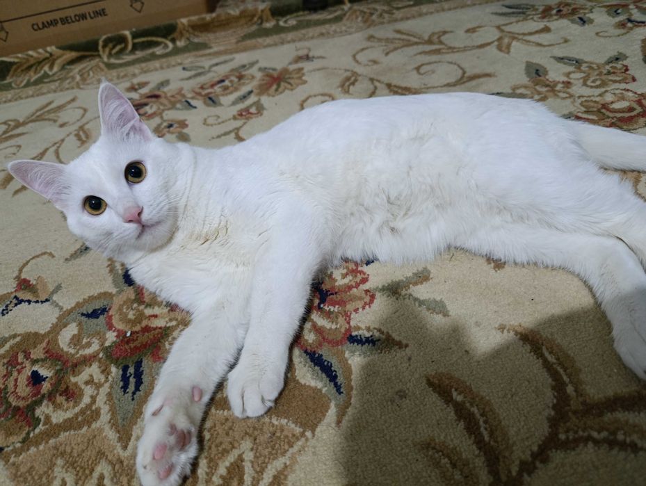Турецкий ангора кошка
